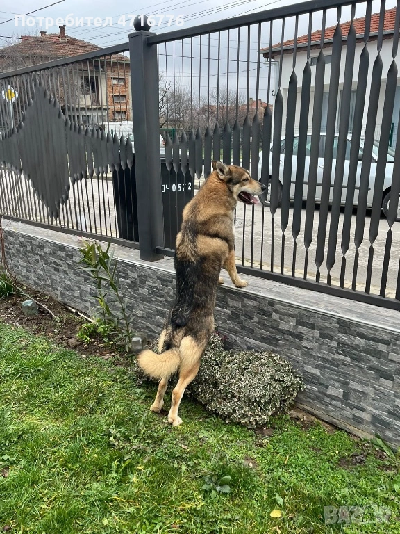 ЧЕХОСЛОВАШКИ ВЪЛЧАК, снимка 1