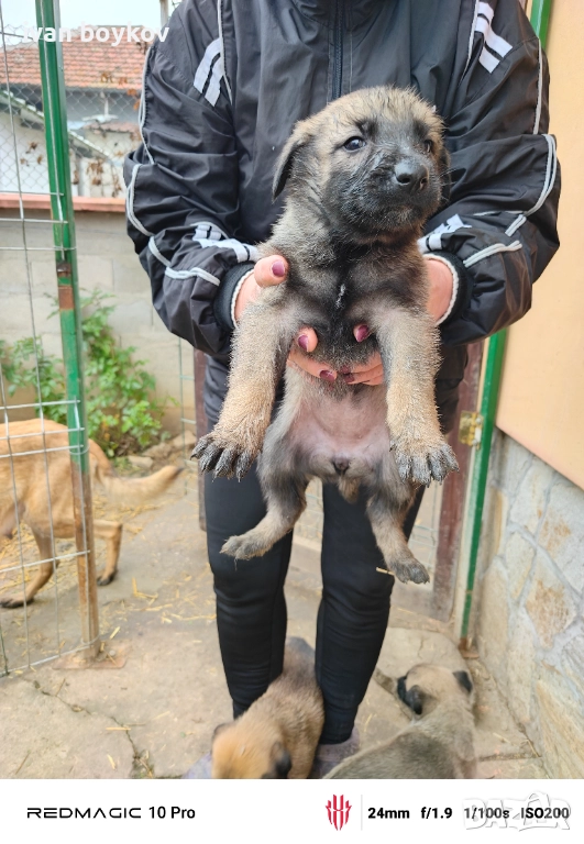 Малиноа, снимка 1