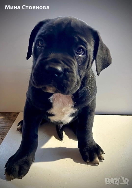 Продавам бебета Кане Корсо , снимка 1