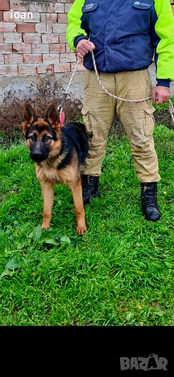 Обучено мъжко немска овчарка , снимка 1