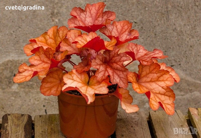 Heuchera ‘Paprika’(Хойхера Паприка), снимка 1