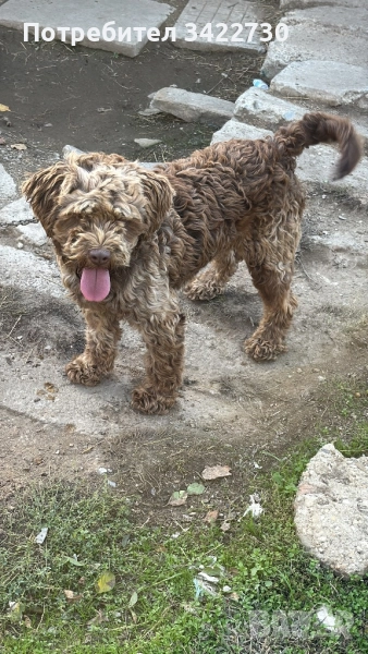 Лагото романьоло, снимка 1