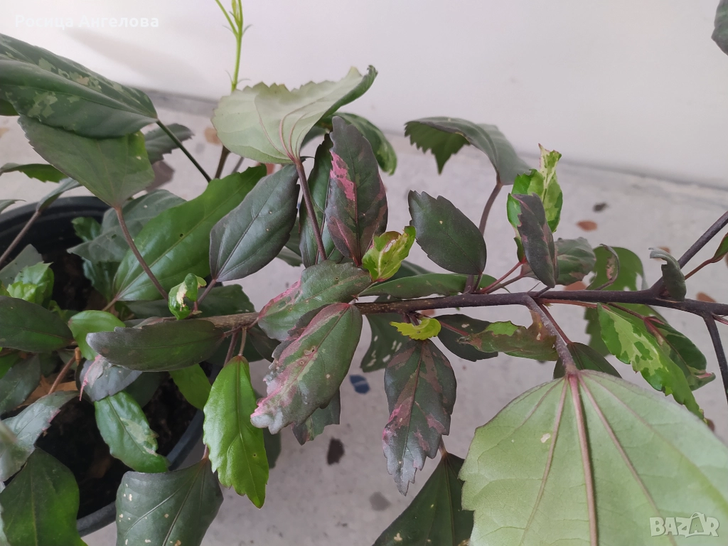 Пъстролистен хибискус , снимка 1