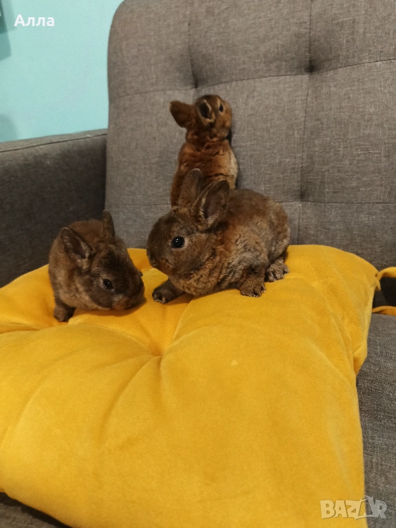 Декоративно зайчета рекс, снимка 1