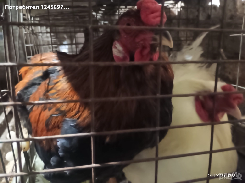 Чилийски петли, снимка 1