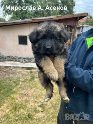 Немски Овчарки , снимка 2 - Немска овчарка - 52111989