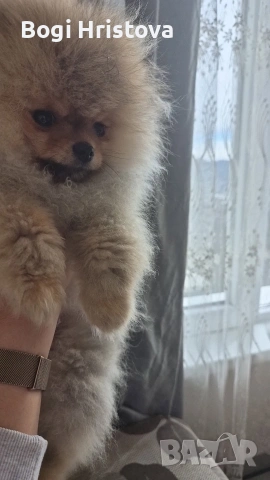 малко мъжко померанче на четири месеца