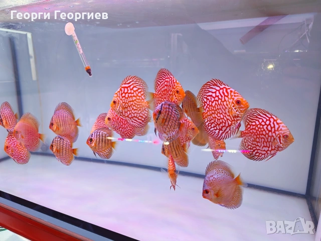 Дискуси, снимка 11 - Рибки - 51439805