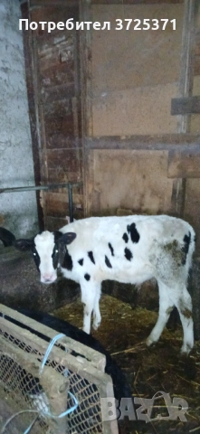 Продавам 3бр телета 