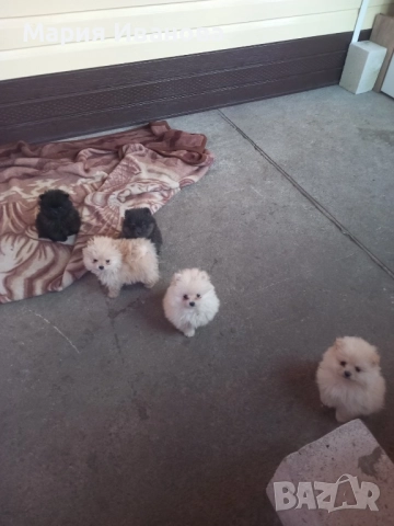 Бебета мини шпиц си търсят нов дом , снимка 4 - Померан - 52970296