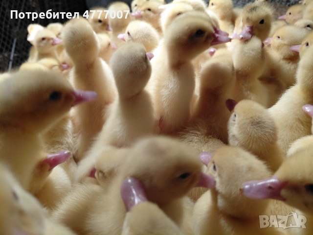 Еднодневни патета Мюлари , снимка 3 - Патици и гъски - 53968221