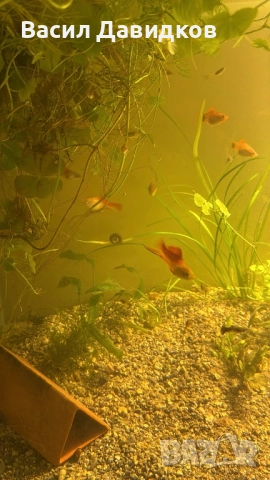 Плата , Молинезия , Гупи , Хелери , снимка 5 - Рибки - 51471426