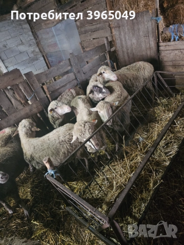 Овтце за клене , снимка 2 - Други животни - 52198799