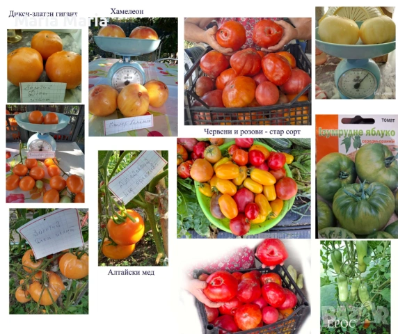 семена на домати /не хибридни/, снимка 4 - Сортови семена и луковици - 53225599