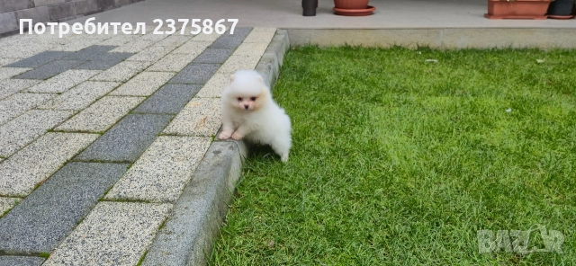 Женско померанче,померан