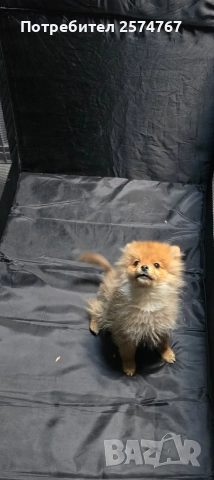 Померански шпиц , снимка 14 - Померан - 52679788