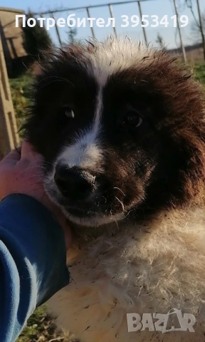 Чистопородни овчарски кученца , снимка 3 - Овце - 53057203