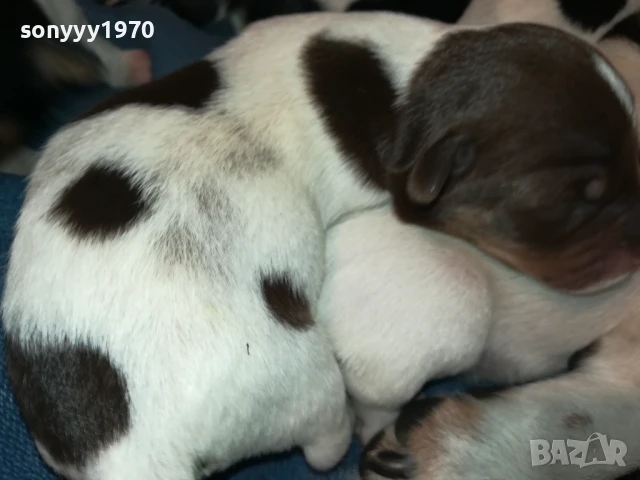 ДЖАК РЪСЕЛ 1607251626, снимка 13 - Джак ръсел териер - 51385539