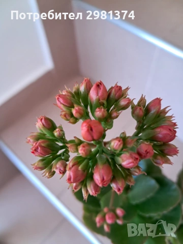Каланхое, снимка 2 - Стайни растения - 53185513