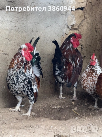 Японско петле