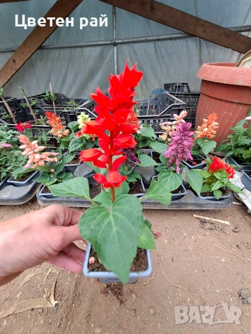 Два вида пламъче, няколко цвята , снимка 12 - Градински цветя и растения - 54282774