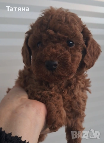 Той Пуделчета, снимка 3 - Пудели - 52364468