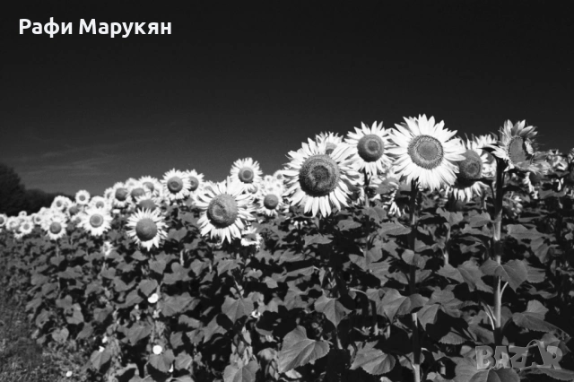 FD CANON AE-1 ,висок клас филмов любителски SLR, КАТО НОВ, снимка 7 - Фотоапарати - 53147059