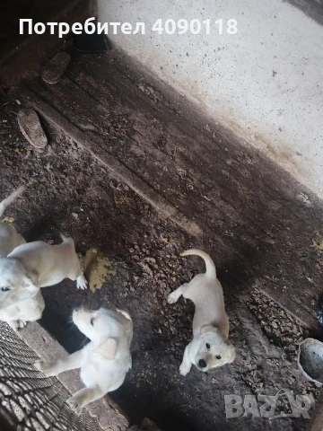 бебета лабрадори, снимка 1