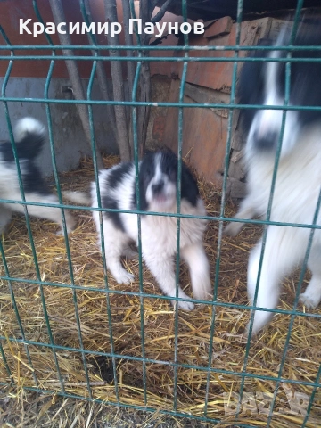 Малки  каракачанки . 4 месеца ., снимка 5 - Каракачанска овчарка - 53821136