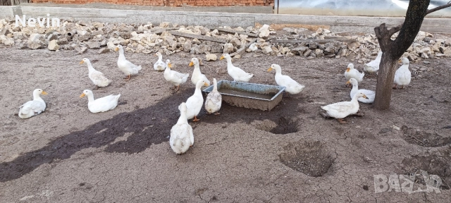 Патици- крякащи 