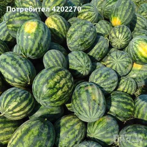 Диня Добруджанска - на Едро, снимка 1 - Домашни продукти - 46921351