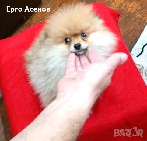 Мини померан момченце