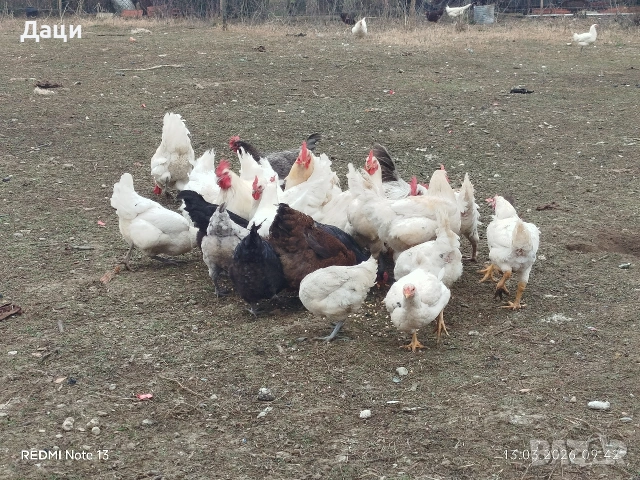 Яйца за люпене,кръстоска между 4 породи!, снимка 3 - други­ - 54155675