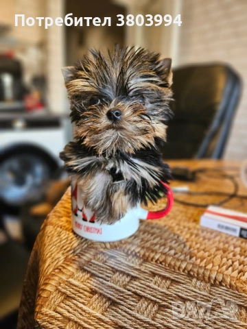 Мини Принцеса от родословни родители. 