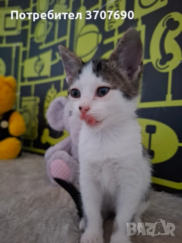 Мъжко котенце на 2,5месеца, снимка 8 - Други - 52014977