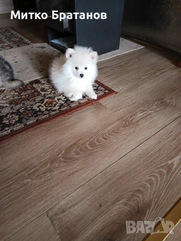 Продавам померани, снимка 6 - Померан - 52792953