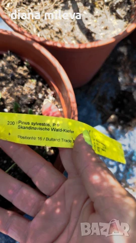 Бял бор, Pinus sylvestris, снимка 4 - Градински цветя и растения - 43936306