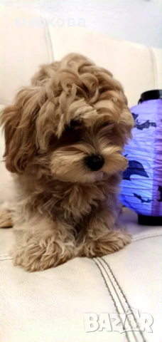 малтипу, снимка 3 - Други - 48851094