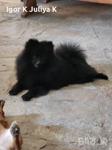 уникален мъжки померан, черна перла, снимка 2 - Померан - 50666368