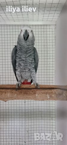 полово зрял мъжки папагал кралско Жако, снимка 3 - Папагали - 45681844