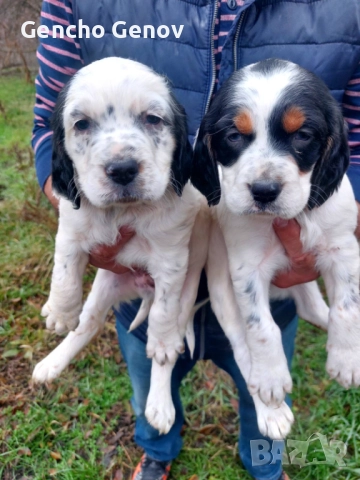 Английски Сетер , снимка 2 - Английски сетери - 52893102