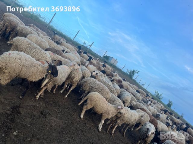 Продавам овце за тамазлак  , снимка 3 - Овце - 46006853