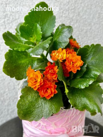 Каланхое с оранжеви цветове, снимка 1 - Стайни растения - 46169670