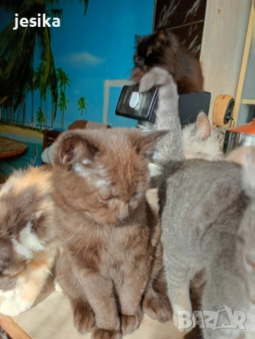 подарявам малки сладки котенца, полуперсийчета много кротки и социални., снимка 2 - Други - 52403149
