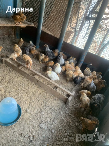 Пилета., снимка 4 - Кокошки и пуйки - 54168415