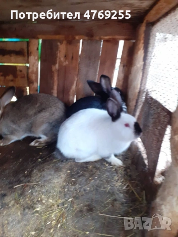 Зайци , снимка 3 - Други - 53879571