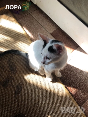 Мило момиче търси дом, снимка 7 - Други - 51559333