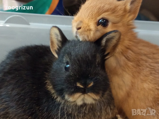 Мини зайчета различни породи  - мини рекс клепоухи и лъвска грива., снимка 2 - Декоративни зайчета - 53958138