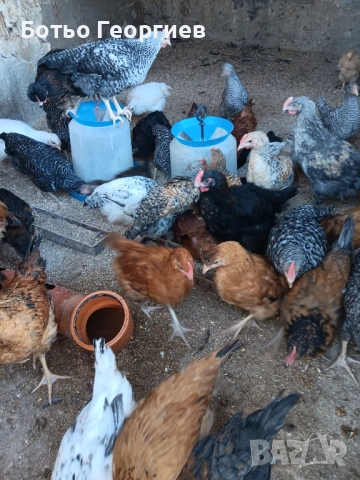 Пилета, снимка 2 - Кокошки и пуйки - 54294983