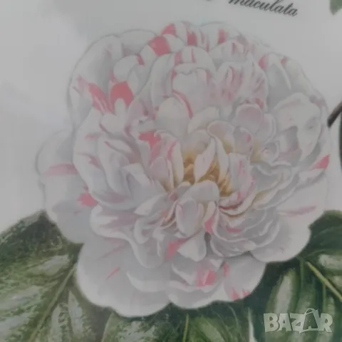 Порцелан чиния Villeroy & Boch Nicolas Liex Camellia Apertabilis Maculata 1993 23.5 см, снимка 4 - Колекции - 47329598